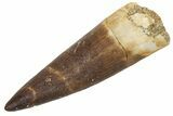Fossil Plesiosaur (Zarafasaura) Tooth - Morocco #231085-1